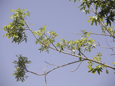 Figure 4. Pecan leaves showing signs of zinc deficiency.